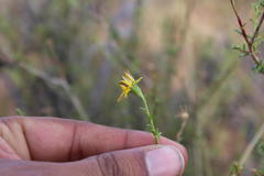 Osteospermum leptolobum