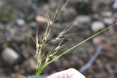 Achnatherum pekinense