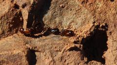 Camponotus empedocles