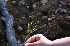 Achnatherum pekinense