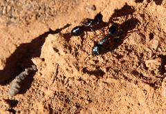 Camponotus empedocles