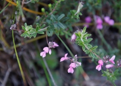 Indigofera filiformis