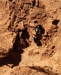 Camponotus empedocles