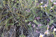 Indigofera filiformis
