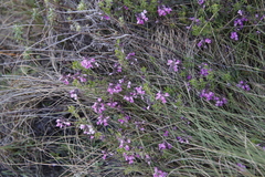 Indigofera filiformis