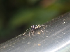 Phintella bifurcilinea