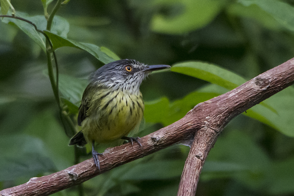 Spotted Tody-Flycatcher
