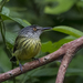 Spotted Tody-Flycatcher - Photo (c) drjayf, some rights reserved (CC BY-NC-ND)
