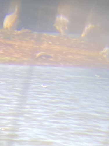 iNaturalist observation photo of Spiny Softshell