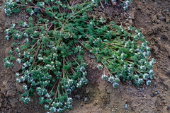 Cromidon corrigioloides