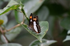 Adelpha iphicleola