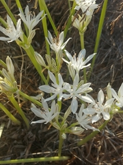 Vagaria parviflora