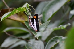Adelpha iphicleola