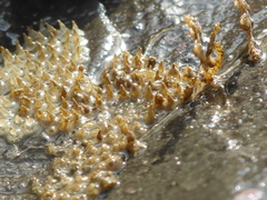 Amphissa versicolor