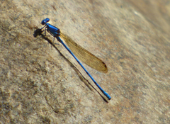 Argia anceps