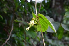 Prestonia mexicana