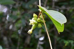 Prestonia mexicana
