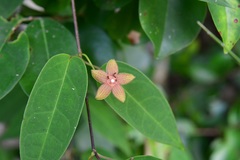 Ruehssia sumiderensis