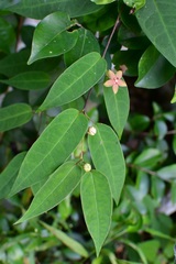 Ruehssia sumiderensis