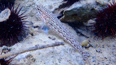 Gobius fallax