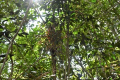 Chamaedorea glaucifolia