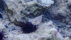 Gobius fallax