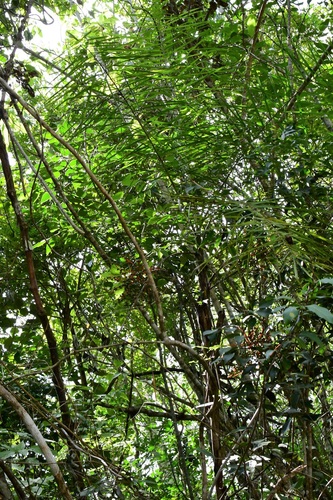 Chamaedorea glaucifolia, photograph 6