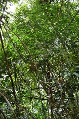 Chamaedorea glaucifolia