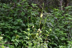 Echeandia breedlovei