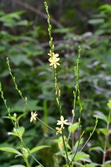 Echeandia breedlovei