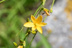 Echeandia breedlovei