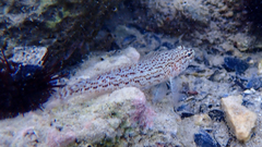 Gobius fallax