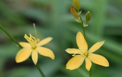 Echeandia breedlovei