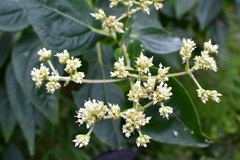 Desmanthodium perfoliatum