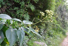 Desmanthodium perfoliatum