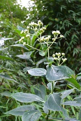 Desmanthodium perfoliatum