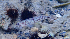 Gobius fallax