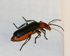 Podabrus pruinosus