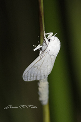 Hypercompe trinitatis