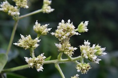 Desmanthodium perfoliatum