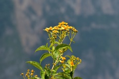 Electranthera mutica