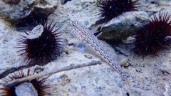 Gobius fallax