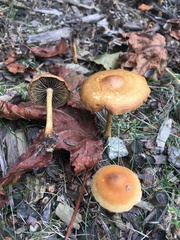 Hypholoma tuberosum