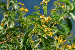 Electranthera mutica