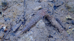 Gobius fallax