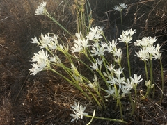 Vagaria parviflora