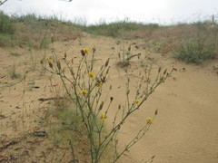 Tragopogon borysthenicus
