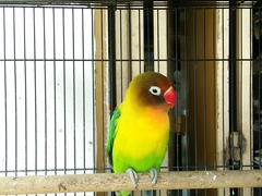 Agapornis fischeri
