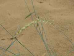 Agropyron dasyanthum