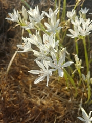 Vagaria parviflora